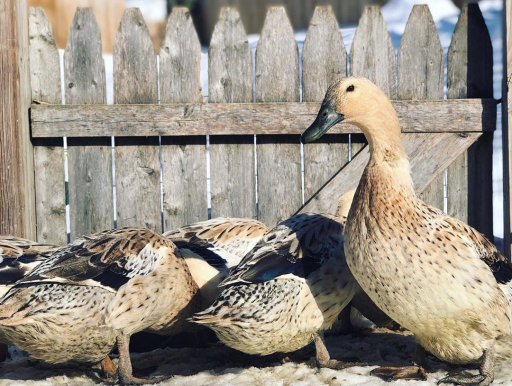 ducks by gate