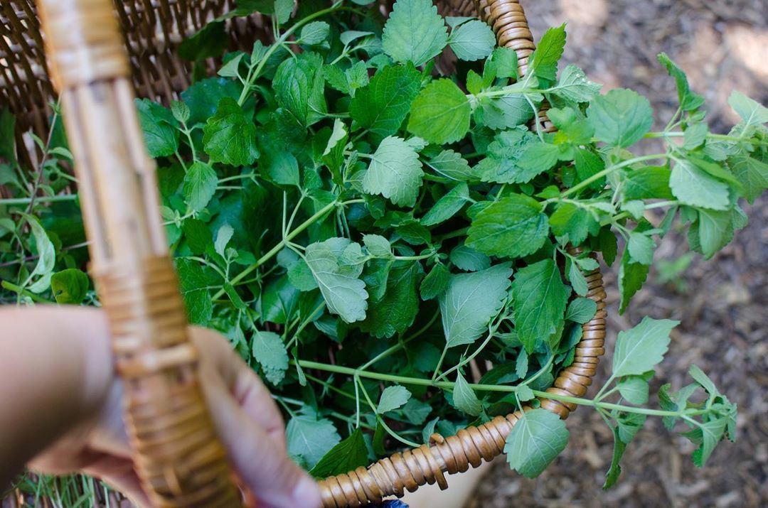 lemon balm in basket